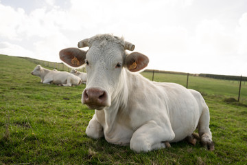 Portrait of the white cow on the green meadow in France Normandy. Animal lies on the grass land and enjoys the warm Indian summer day. Her horns are cot shorter.