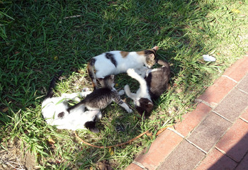 kittens of different ages play in the grass