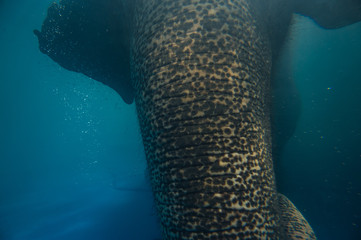 Fototapeta premium asian elephant enjoying the waters of the big swimming pool