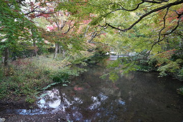 金鱗湖　紅葉　大分県由布市湯布院町