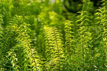 Fresh young bud soft green leaves of Wrightia religiosa variegata plant spreading on blurred background under sunlight in garden,  abstract image from greenery nature selective focus