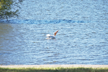 Bird on Lake