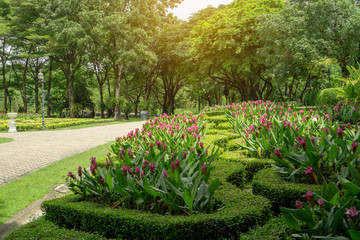  English garden style,  colorful flowering plant blooming in a green leaf of Philippine tea plant border on big trees background under soft sunshine in good care landscaping public park