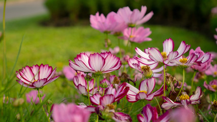 Field of pretty purple and pink petals of Cosmos flowers blooming on green leaves, small bud in a park , blurred lawn on background