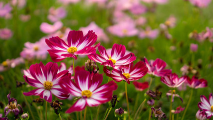 Field of pretty red and pink petals of Cosmos flowers blooming on green leaves, small bud in a park , blurred lawn and purple flowering on background