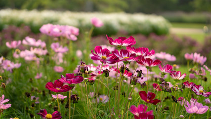 Fototapeta premium Field of pretty red and pink petals of Cosmos flowers blooming on green leaves, small bud in a park , blurred lawn and purple flowering on background