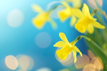 Fototapeta na wymiar Yellow daffodils bouquet on a blue background with yellow bokeh. The first spring flowers. Yellow-blue floral spring background.