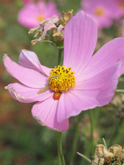Worms and ladybugs are all like flowers.