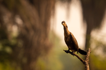 great cormorant or large black cormorant portrait during breeding season at winters of keoladeo national park or bird sanctuary, bharatpur, rajasthan, india