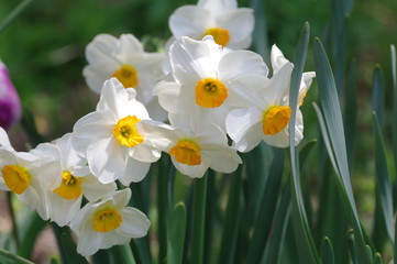 white daffodils in the garden