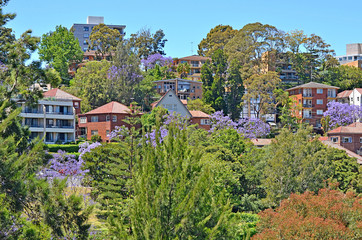 Typical historical Australian building with flowering jacaranda tree at the foreground
