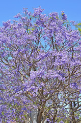 Jacaranda trees at full bloom in Sydney, Australia