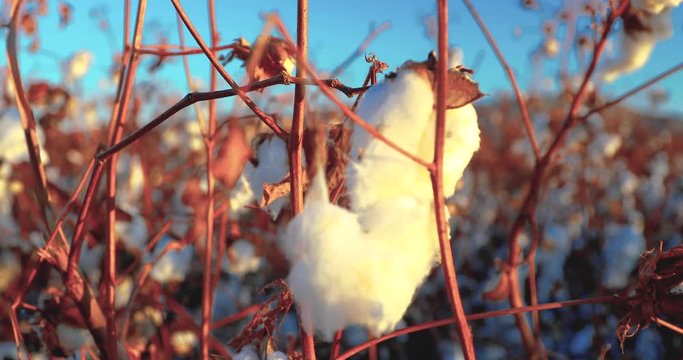 Close-up of a cotton plant at a cotton field in a rural area in Arizona/USA.
