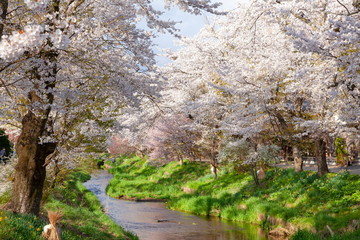 春の忍野、山梨県南都留郡忍野村にて