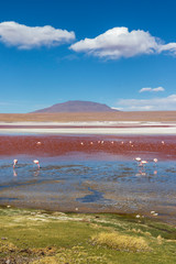Laguna colorada on the altiplano in Bolivia.