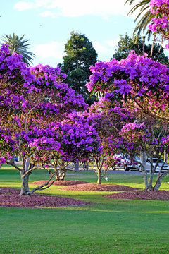Beautiful flowering Tibouchina trees in sunset light in Centennial Park, Sydney, Australia