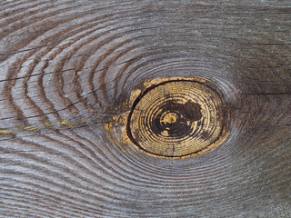 Natural wood background with original design and texture closeup. Beautiful organic timber pattern with circles of rings for decoration and design.