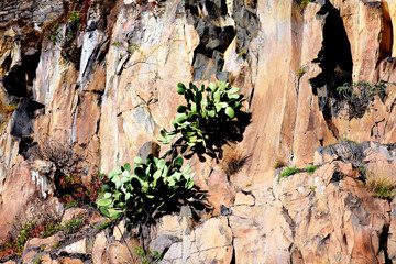 Beautiful cantus onthe stone cliff