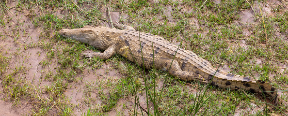 nile crocodile