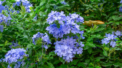 Bunch of blue tiny petals of Cape leadwort blooming on greenery leaves and blur background, know as white plumbago or sky flower