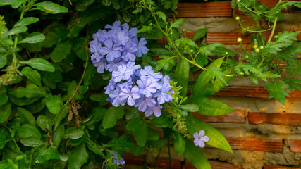 Bunch of blue tiny petals of Cape leadwort blooming on greenery leaves and brown brick wall background, know as white plumbago or sky flower