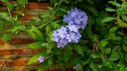 Bunch of blue tiny petals of Cape leadwort blooming on greenery leaves and brown brick wall background, know as white plumbago or sky flower