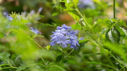 Bunch of blue tiny petals of Cape leadwort blooming on greenery leaves and blurry background, know as white plumbago or sky flower