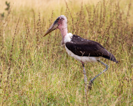 maribu stork 
