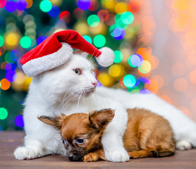Fototapeta na wymiar Adult angora cat wearing a red santa hat hugs sad tiny sleepy toy terrier puppy with Christmas tree on background