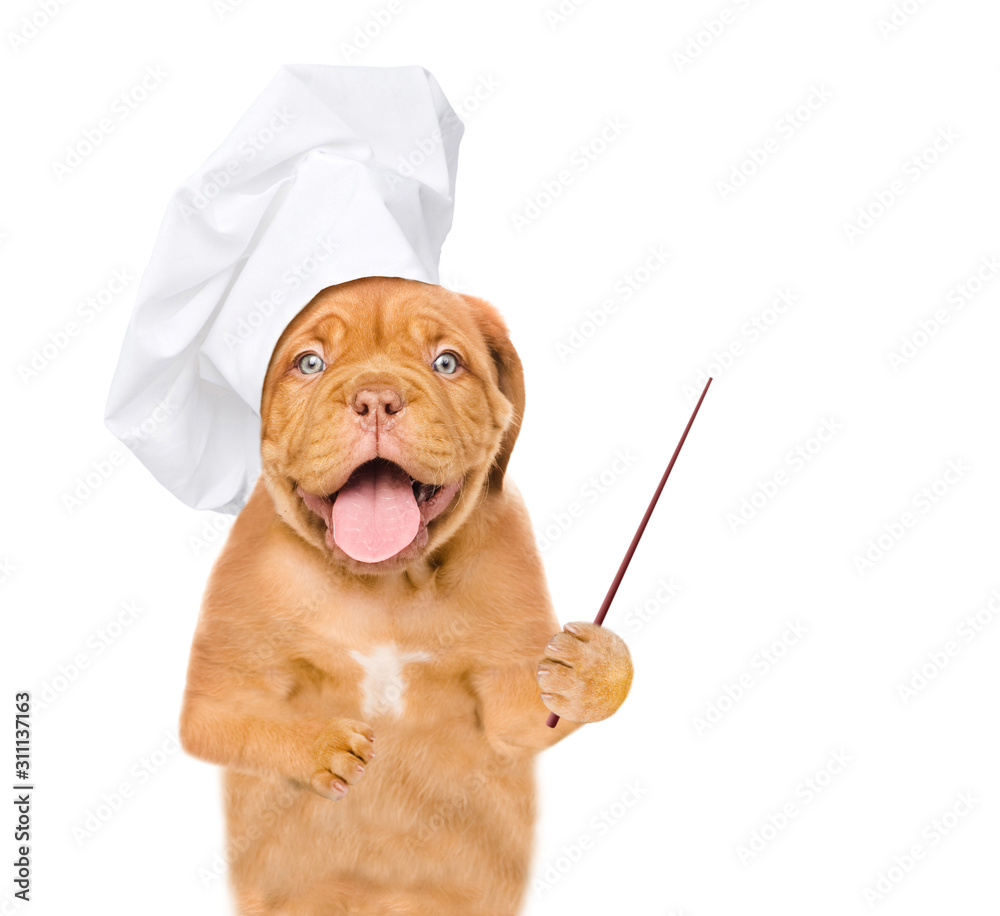 Poster happy puppy wearing a chef's hat points away on empty space. isolated on white background