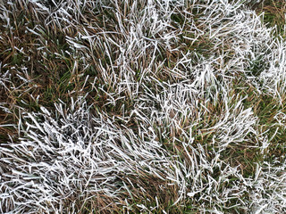 Lawn grass partially covered with frost. Uncut decorative lawn. Icy frost, formed from fog under the influence of cold temperature, on the grass. Winter magic and beauty of nature.