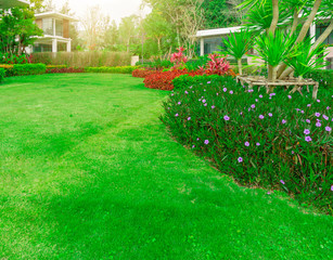 Fresh green Burmuda grass smooth lawn with curve form of bush, trees on the background, good maintenance landscapes in house's garden under morning sunlight