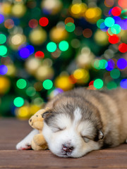 Fototapeta na wymiar Alaskan malamute puppy sleeps with toy bear with Christmas tree on background. Empty space for text
