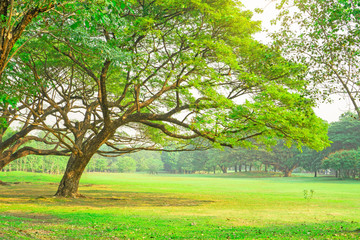 The green leaves branches of big Rain tree covering on green grass lawn under cloudy sky, plenty of trees on background in the publick park