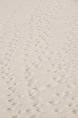 Footprints on the dune in the Puna de Atacama, Argentina