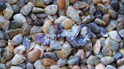 Fresh shellfish (Pharella javanica) in the south of thailand