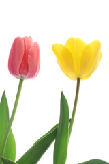 黄色と桃色のチューリップ