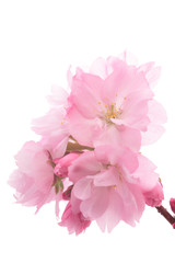 白バックの旭山桜