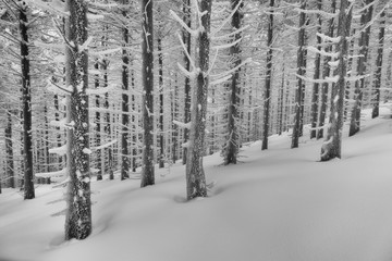 In the winter  spruce forest