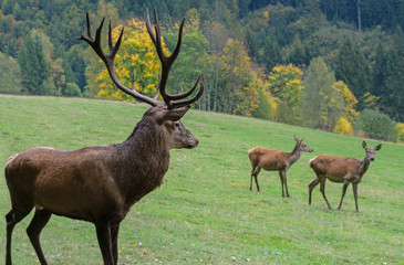 Fototapeta premium Deer with two ropes