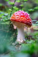 Lone growing toadstool