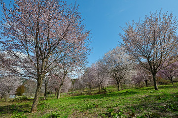 Fototapeta na wymiar 大山桜が群集する風景は桜原郷