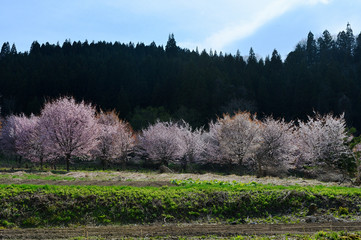 大山桜が群集する風景は桜原郷
