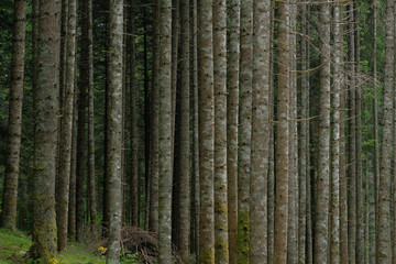 Pine tree background with forest plants and mountain grass.