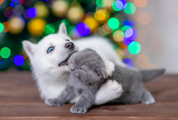 Playful husky puppy hugs gray kitten on a background of the Christmas tree