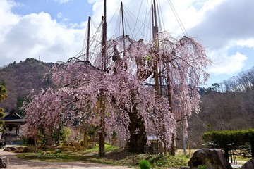 sakura