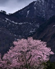 残雪が残る山と大山桜