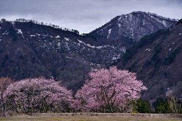 残雪が残る山と大山桜