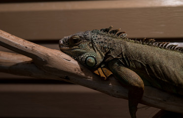 Varan lies on a tree branch