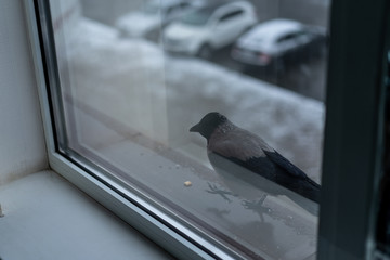 Crow eats in the winter outside the window